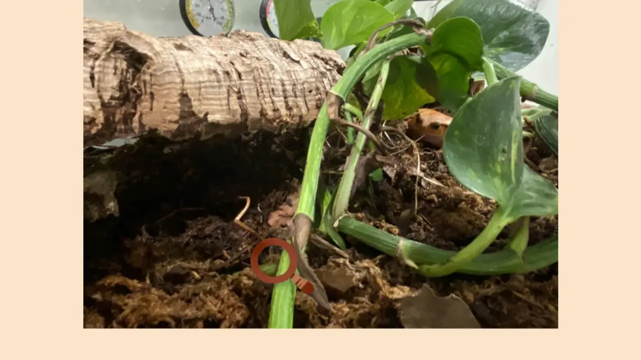 Find-a-frog