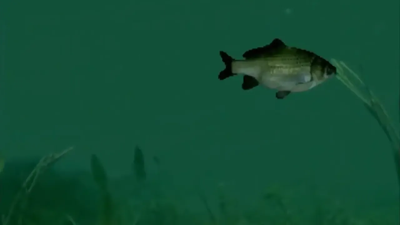 Reel Fishing